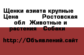 Щенки азиата крупные › Цена ­ 7 000 - Ростовская обл. Животные и растения » Собаки   